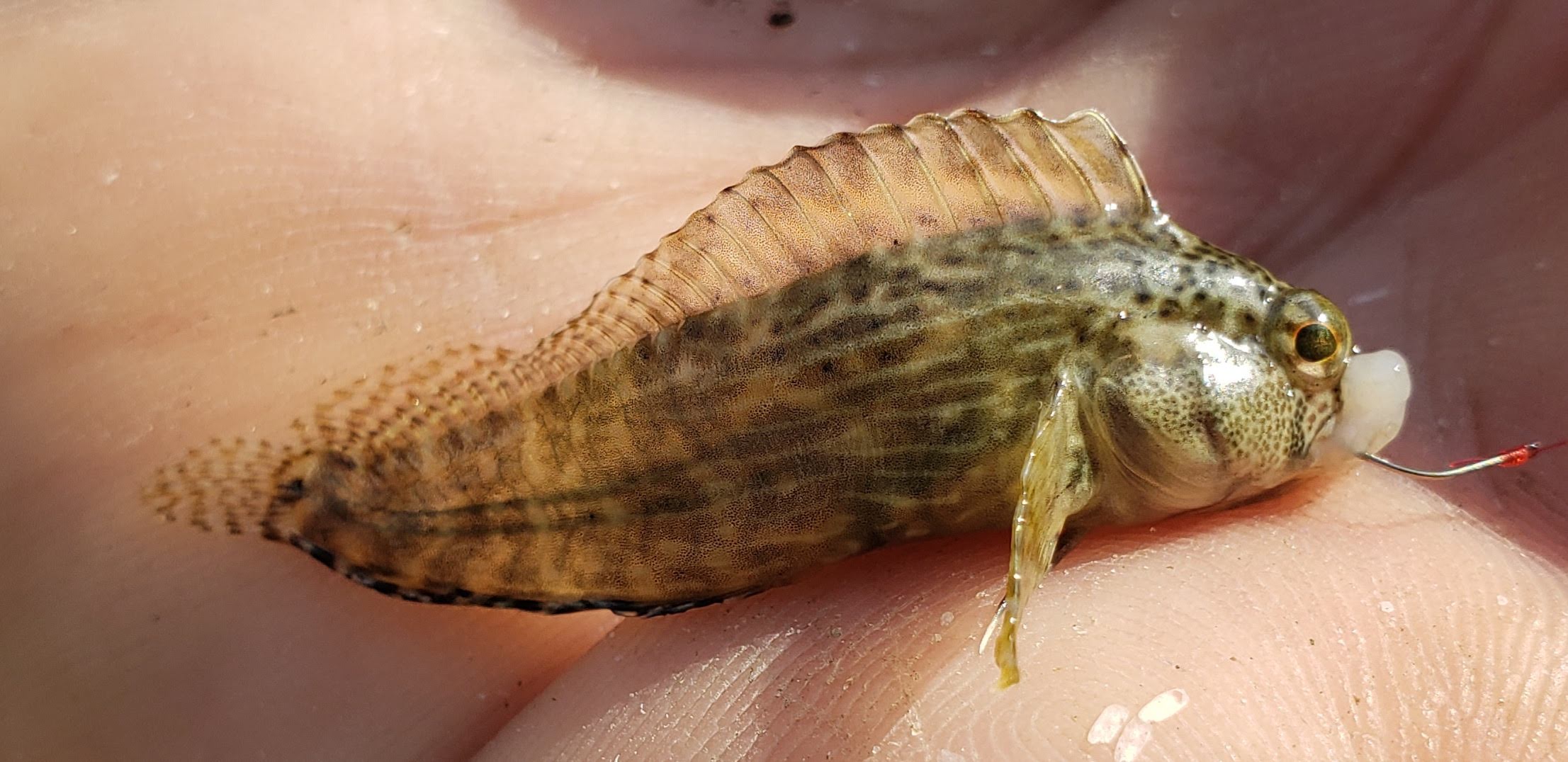 Striped Blenny