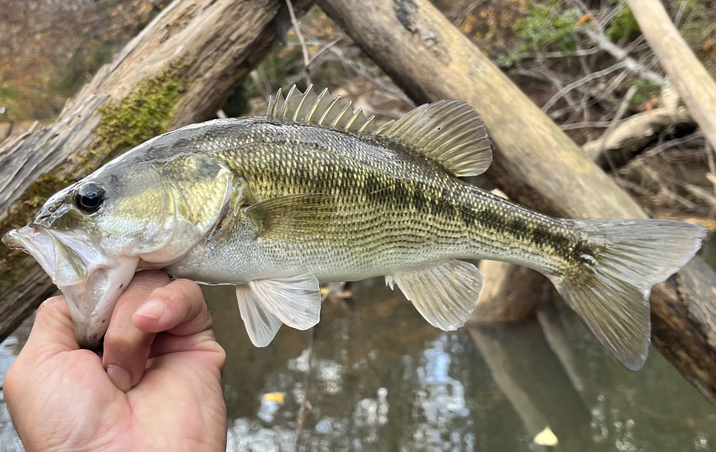 Alabama Bass
