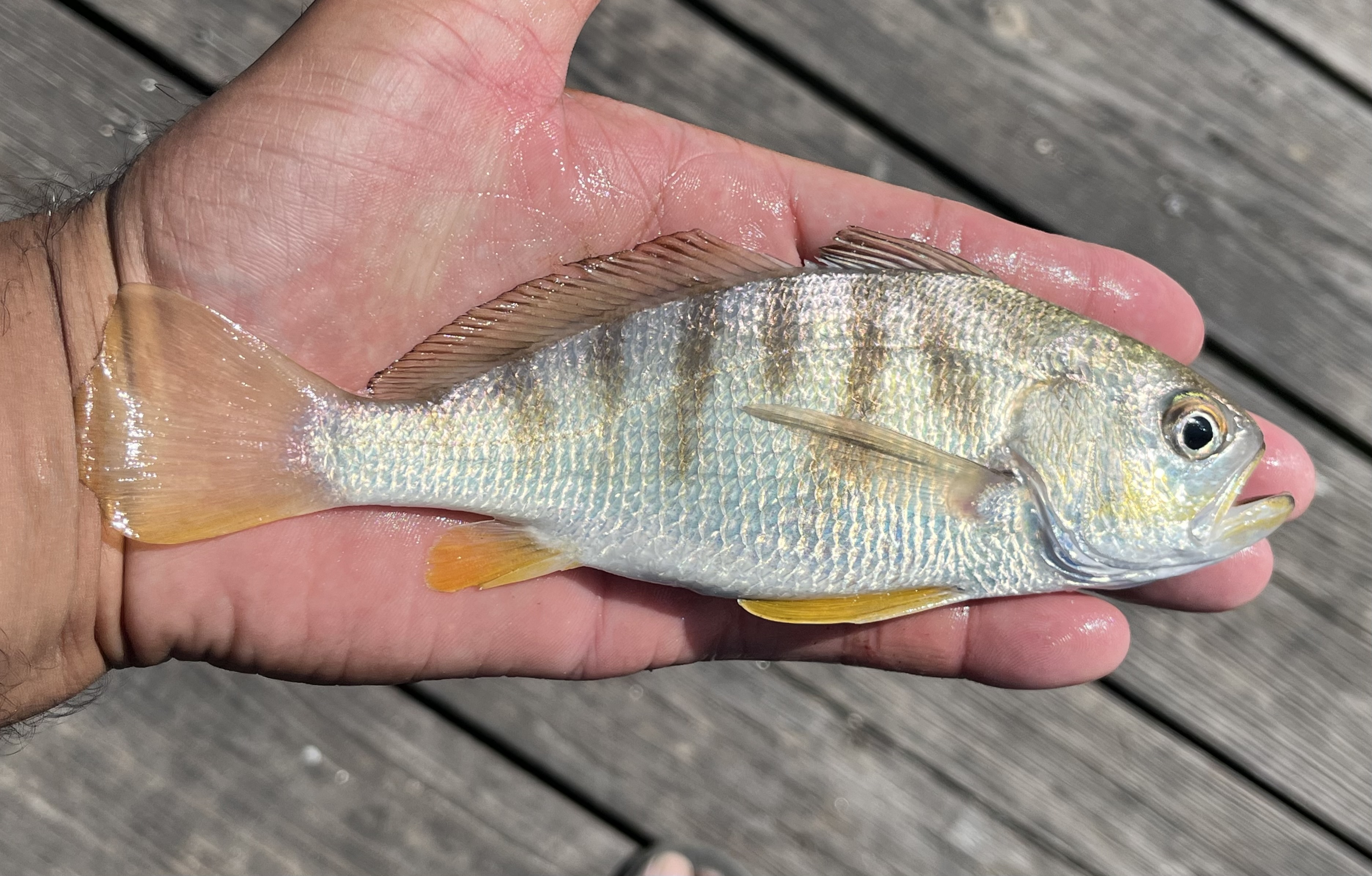 Banded Drum